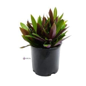 Rhoeo Discolor (Tradescantia Spathacea) (1) - ©Gardensouq.com™