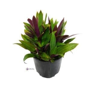 Rhoeo Discolor (Tradescantia Spathacea) (2) - ©Gardensouq.com™